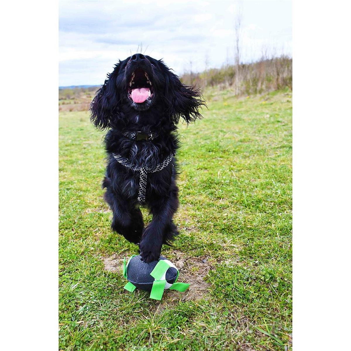 Top Köpek İçin Rugby 8''