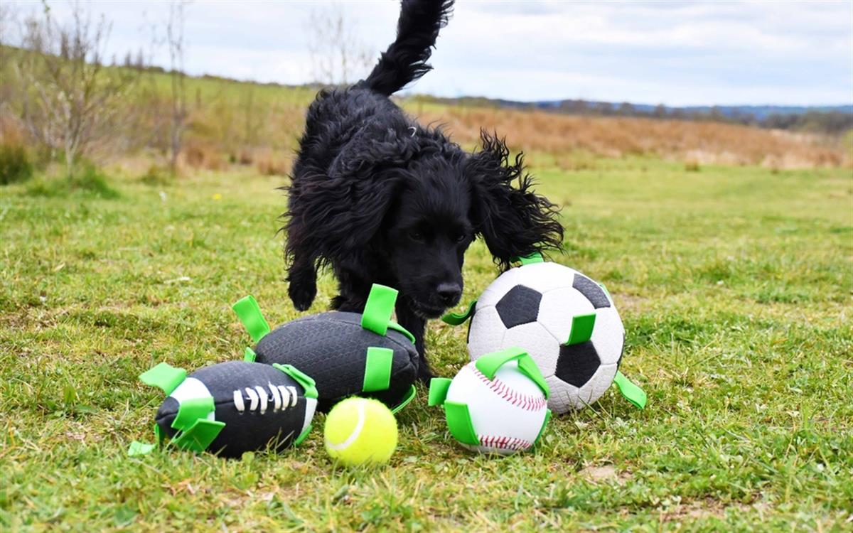 Top Köpek İçin Tenis