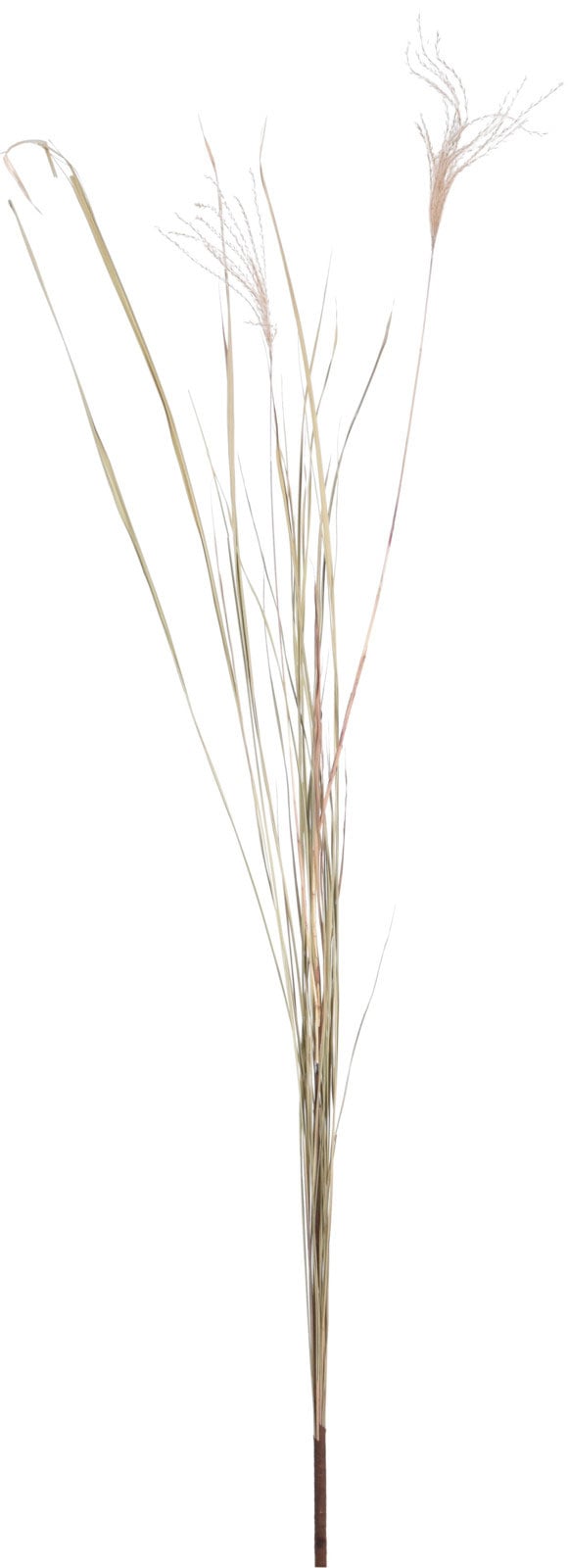 Pampas 135Cm Dekorasyon
