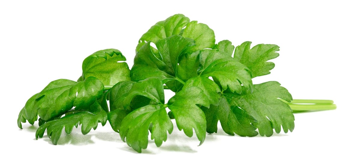 Click & Grow Sgr97X3 Yaprak Kereviz Bitki Kapsülü 3'lü Paket
