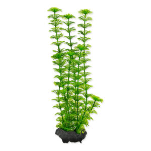 Tetra Bitki Ambulia M 29cm