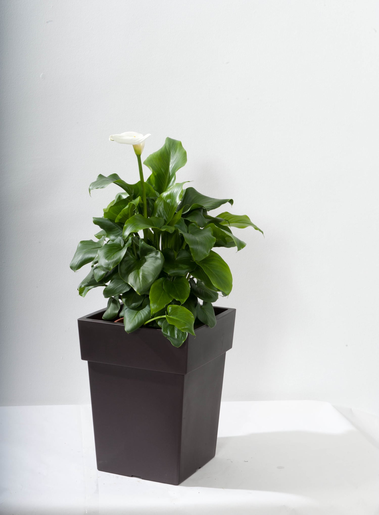 Viomes Linea Square 27X27X34Cm 17Ltr Antrasit