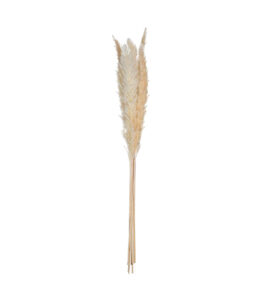 Pampa Nat Stem X6 H65