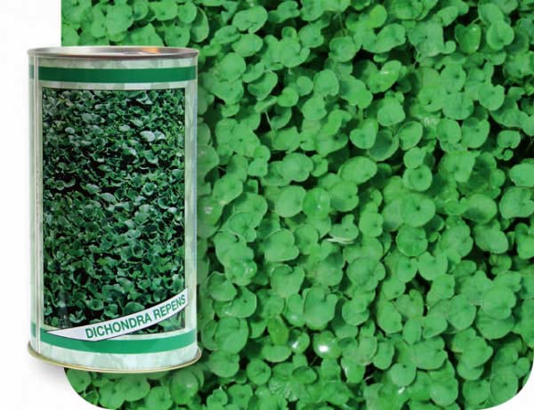 Çim Tohumları Dichondra 500Gr