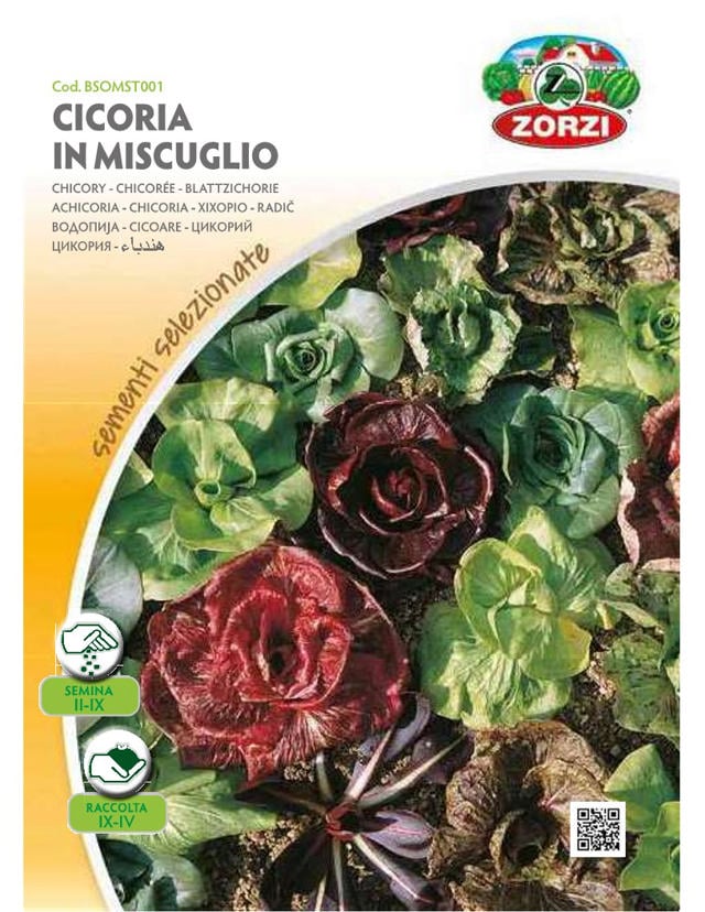 Zorzi Bsomst001 Radiki