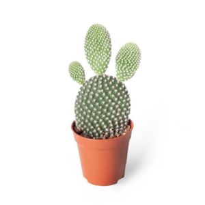 Opuntia Micodasys Albispina