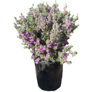 Leucophyllum Lavender 20cm