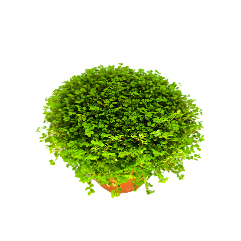 Soleirolia
