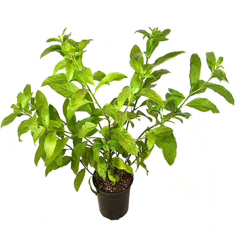 Gece Tüten 21cm