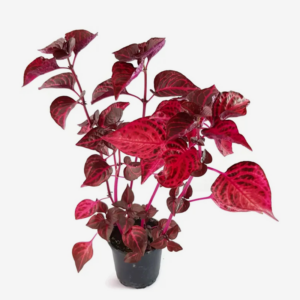 Iresine Blazing Rose 19cm