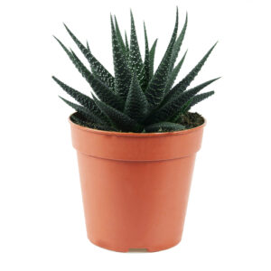 Haworthia Margaritifera