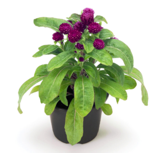 Düğme Çiçeği (Gomphrena) 10.5cm