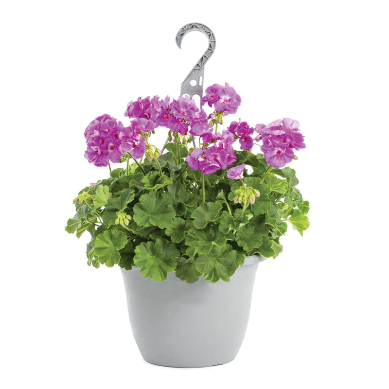 Sardunya Bodur Askılı Saksı 24cm
