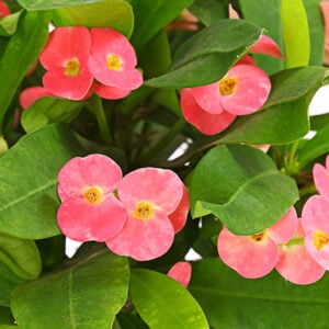 Sevda Çiçeği – İri Çiçekli (Euphorbia Milli Grandiflora)