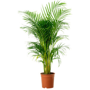 Areka Palmiyesi – Areca Lutescens 32cm-170cm