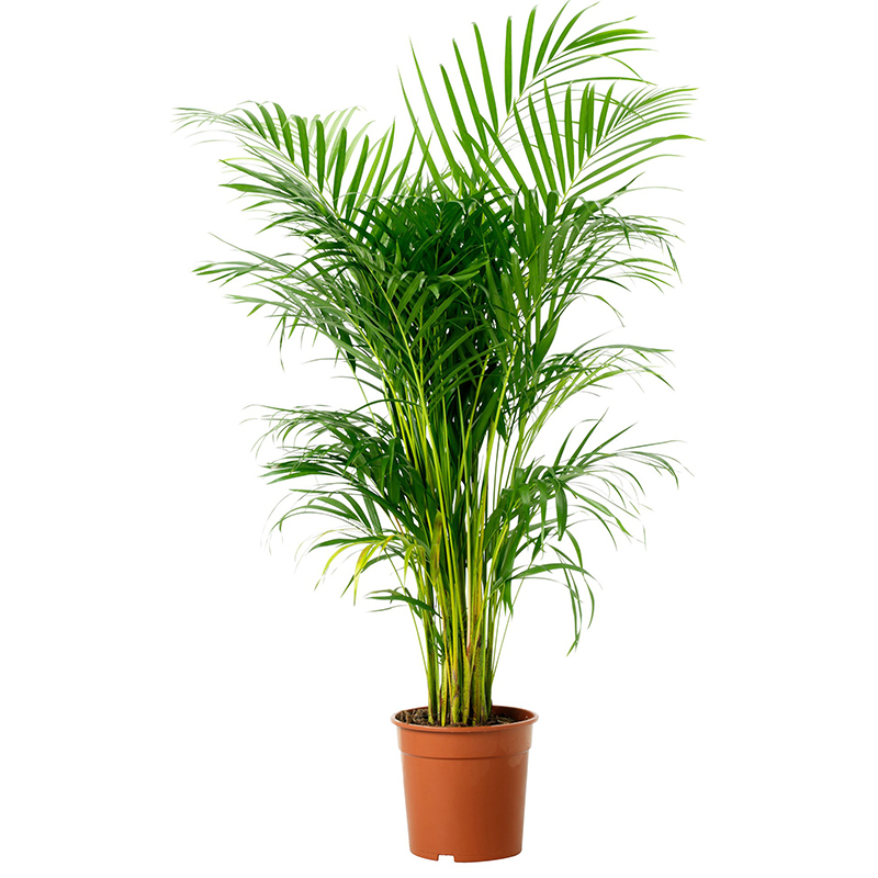 Areka Palmiyesi Areca Lutescens 120cm