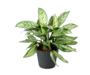 Agloenema Silver Queen 14cm-40cm