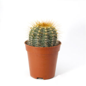 Parodia Mammulosa