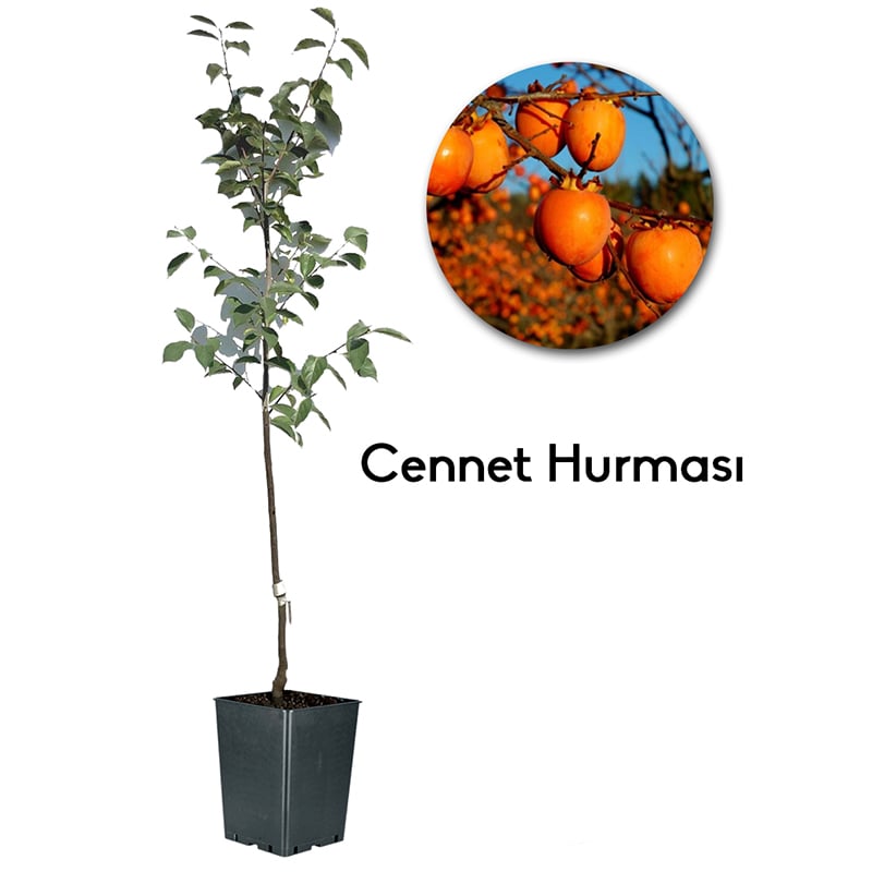 Cennet Hurması-Hachiya