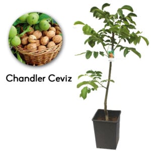 Chandler Ceviz
