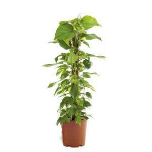 Epıpremnum SPL.150CM