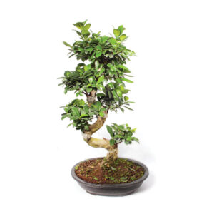 Fıcus Mıcrocarpa S Govde 80/90CM