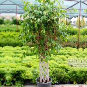 Fıcus Exotica Cıt Orgulu 30CM