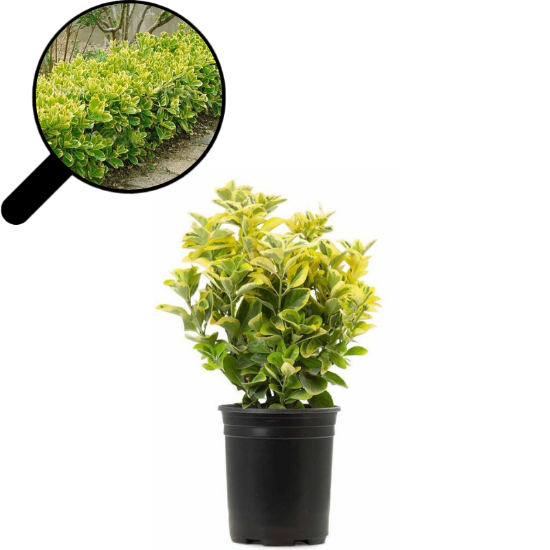 Altuni Taflan Eunoymus Japonica Gold 50cm