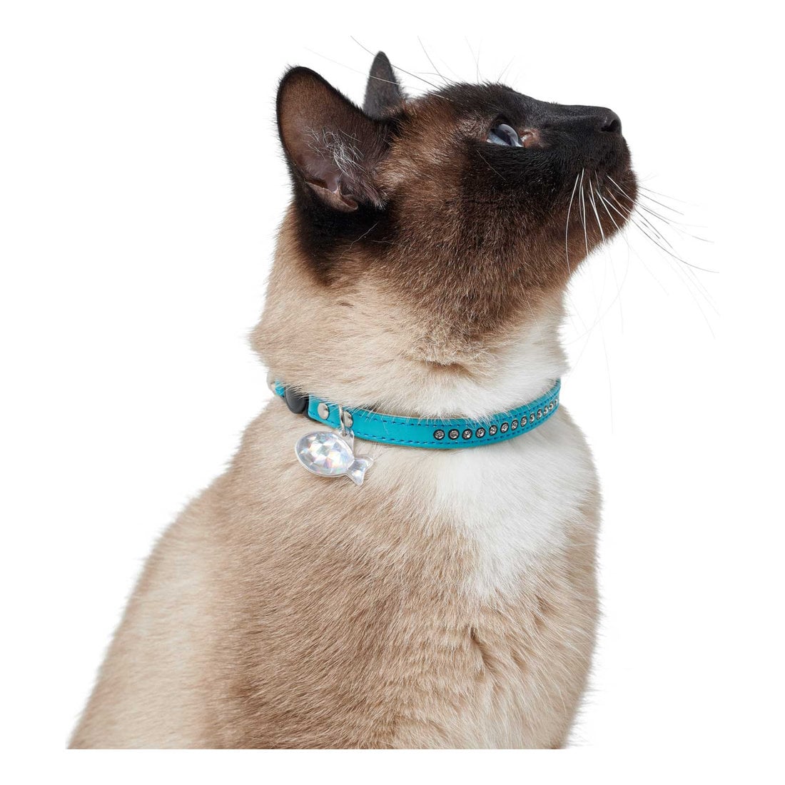 Kedi Tasması Modern Sanat Lüks Turkuaz