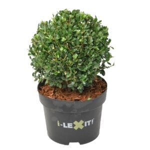 Ilex Cretana Dark Green 26cm-45cm