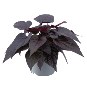 Hipomaya Kalp Yaprak 13cm