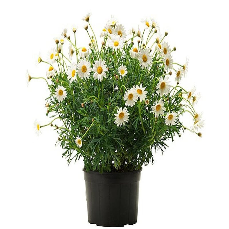 Kır Papatyası 13cm (Argyranthemum)