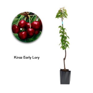 Kiraz Early Lory