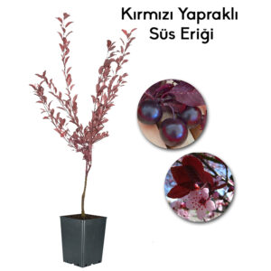Kırmızı Yapraklı Süs Eriği 250cm