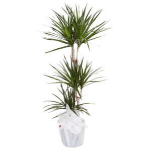 Marginata 3’lü-10*30*60cm