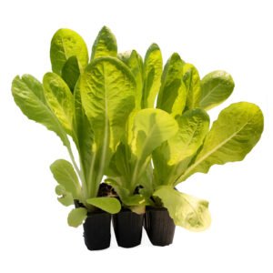Marul 6’lı