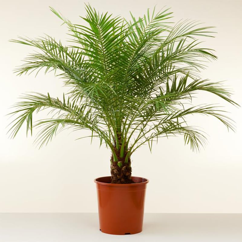 Phoenix Roebelenii Palmiye 19cm – 83cm