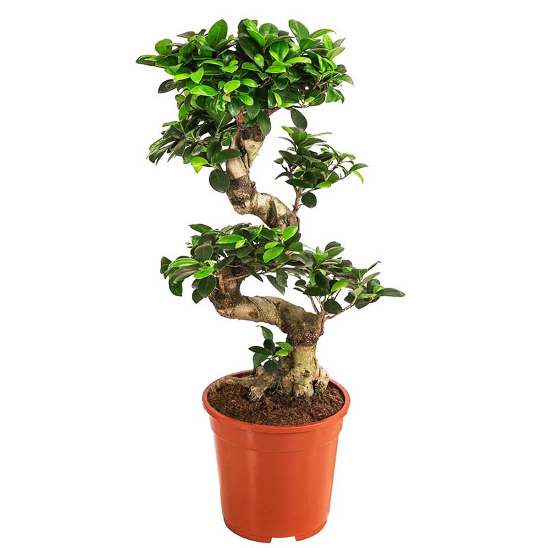 Ficus Bonsai S Shape 80-90cm