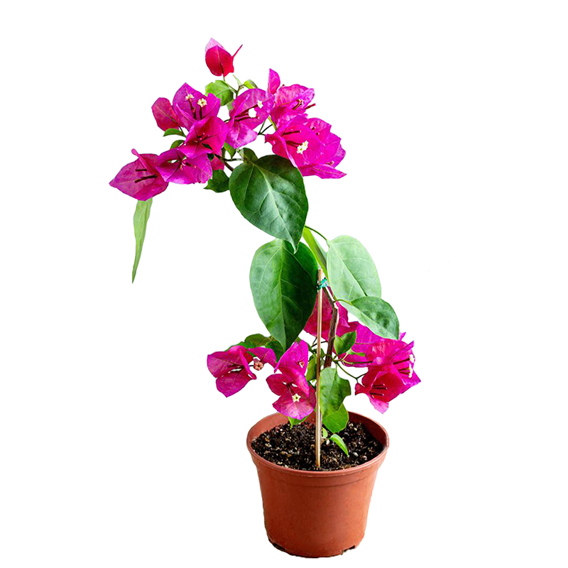 Cemile – Begonvil Top Deep Purple 24cm