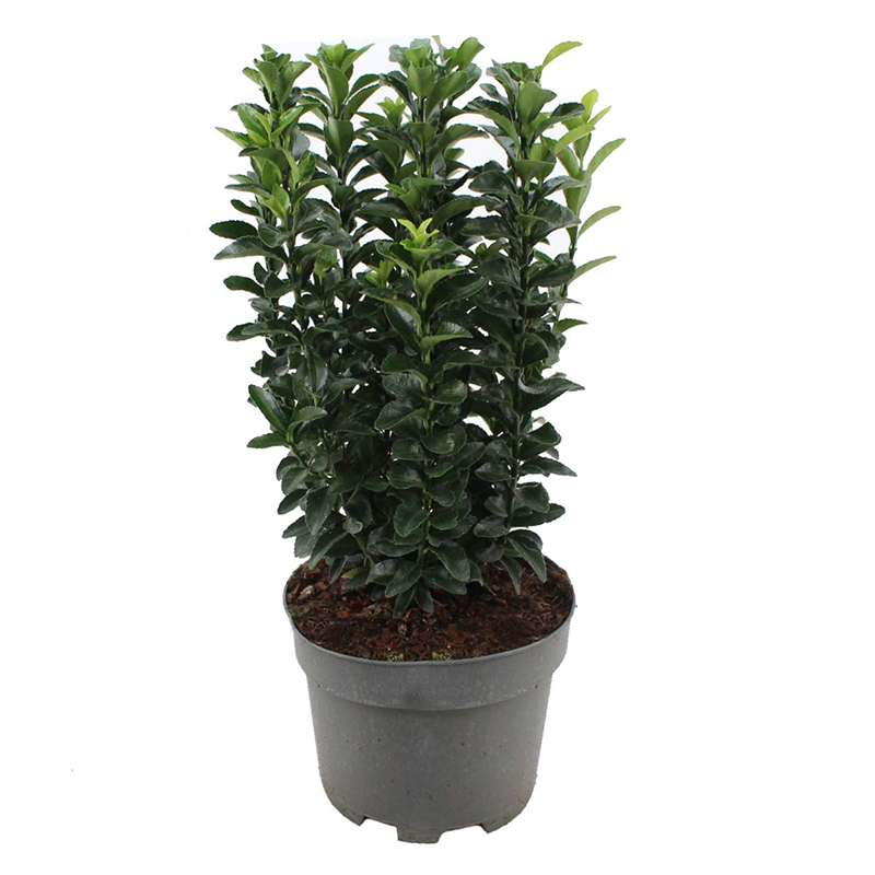 Çıtır Taflan 50cm