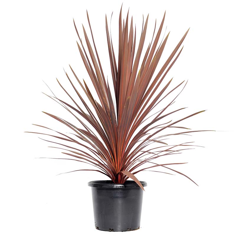 Cordyline Australis 50-60cm