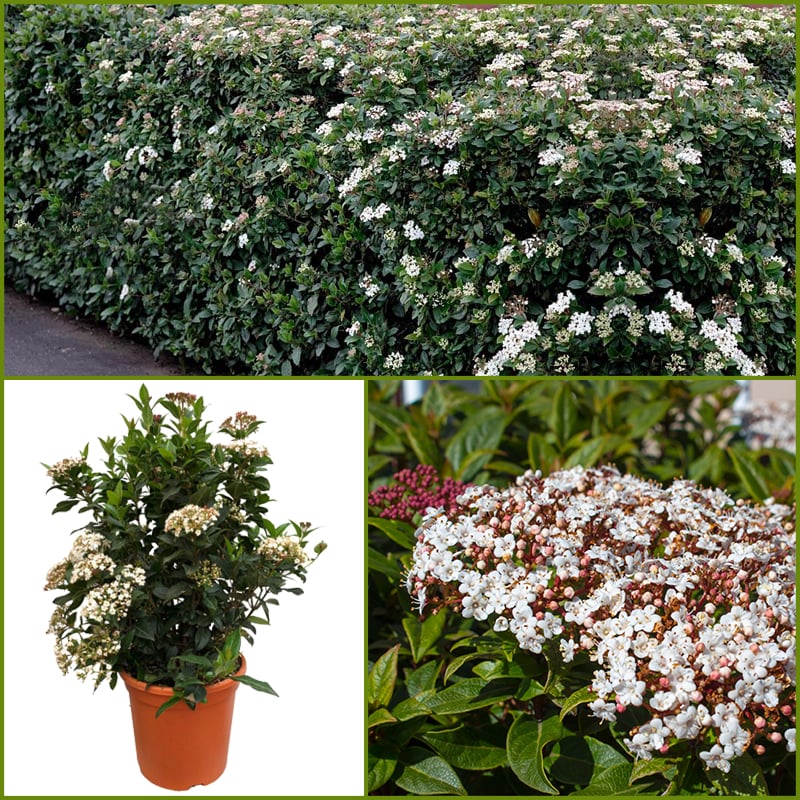 Kartopu Viburnum Tinus 120cm