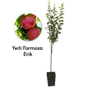Formoza Erik