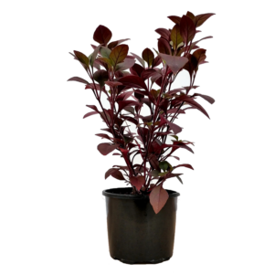 Alternanthera Purple Prince