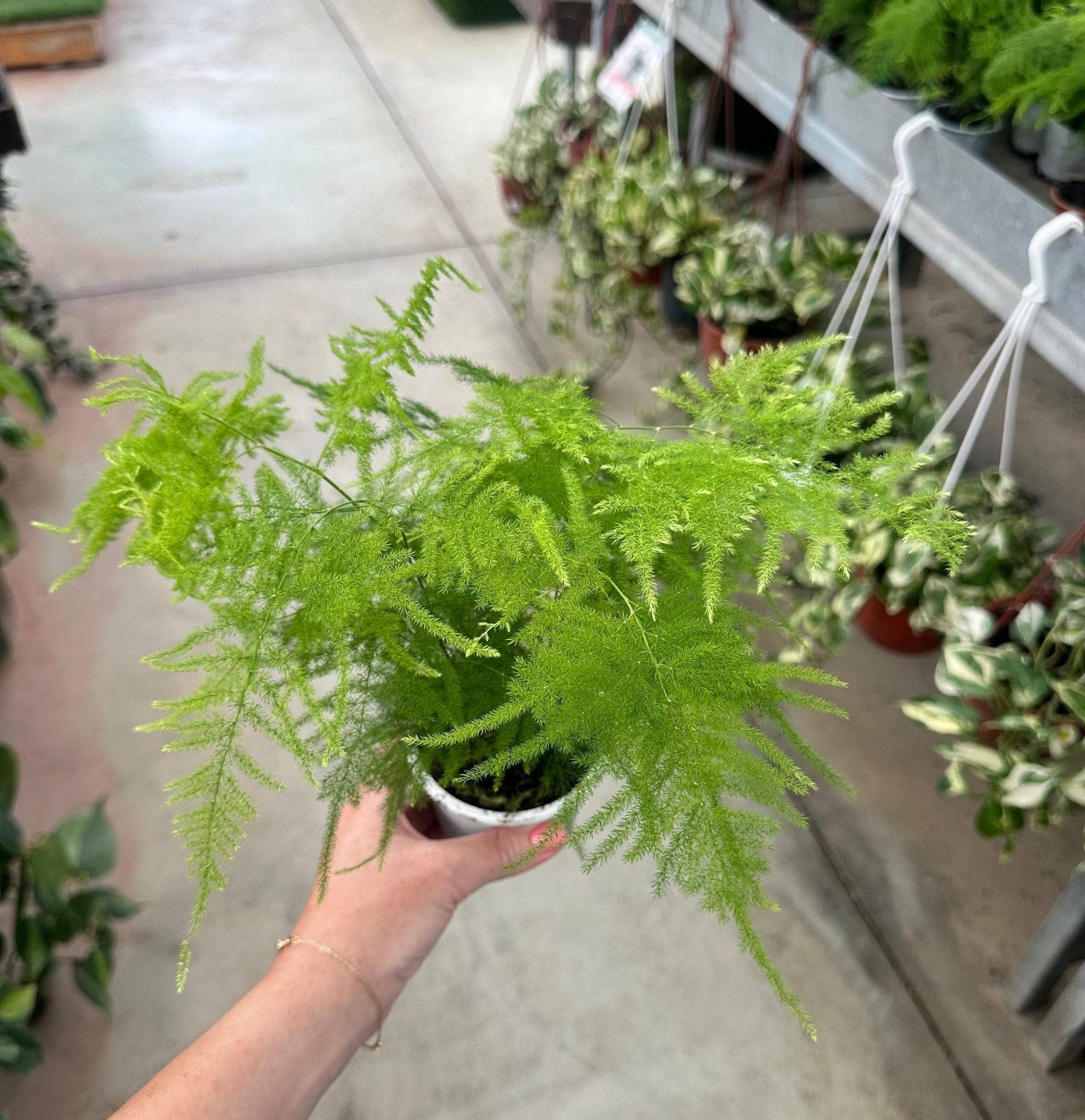 Asparagus Setaceus (Tül Kuşkonmaz)