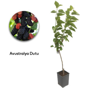 Avustralya Dutu