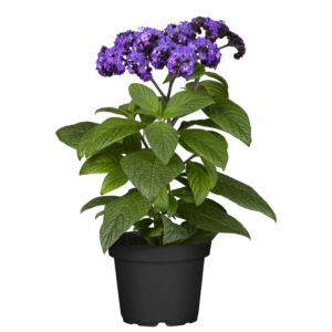 Heliotropium Bahçe Vanilyası