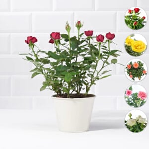 Bodur Gül (Fındık) Hafif Kokulu 10,5cm