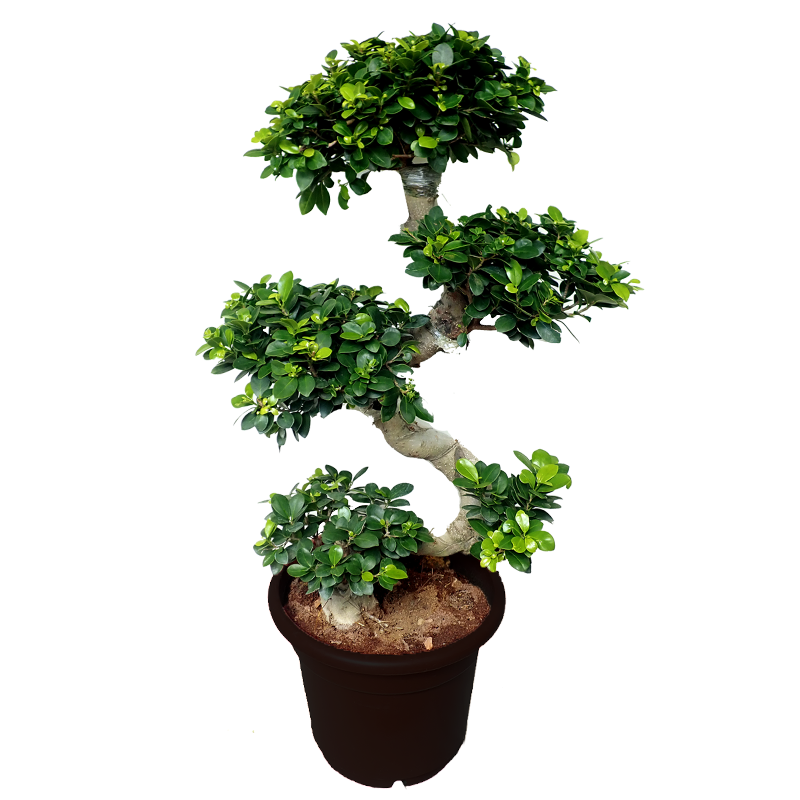 Ficus Bonsai S Gövde 120-140cm