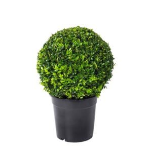 Buxus Sempervirens 17cm 32cm